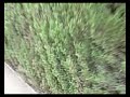 laberint dhorta 08