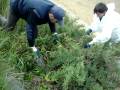 videos de PROYECTO DE ELIMINACIÓN DE FLORA INVASORA EN ASTURIAS TRAGSA 2008