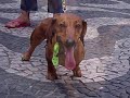 1- Cachorro Daschund - Scooby 1- Cachorro Daschund - Scooby