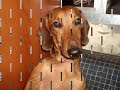 1- Cachorro Daschund - Scooby