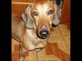 1- Cachorro Daschund - Scooby