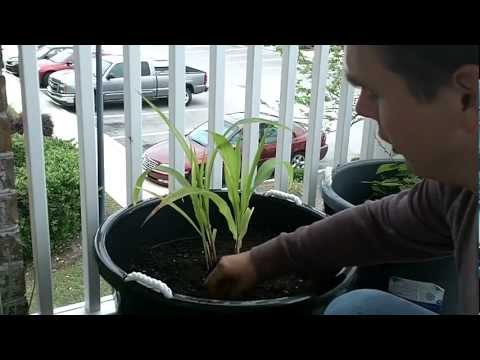 how to grow garlic in mn