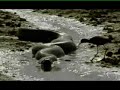 ANACONDA ANACONDA