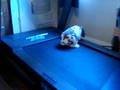 8/22/2008 My Bunny Wabbit Oliver ! 2491
