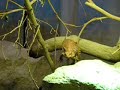 legless lizards