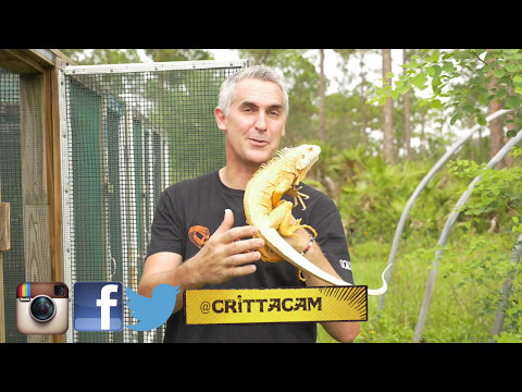 YouTube reptile video