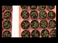 Plantas tolerantes a la sequia
