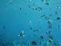 Cozumel Pirahanas