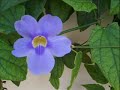 Cayman Islands.wmv Cayman Islands.wmv