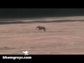 Lure-coursing in Birmingham Alabama Lure-coursing in Birmingham Alabama