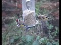 Goldfinches feeding in a storm Goldfinches feeding in a storm