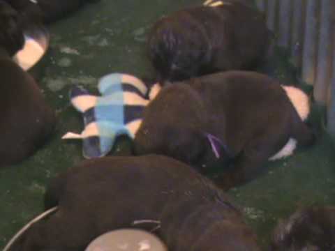 Ricochet Labradors English Chocolate Lab puppies 17 days old