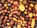 Addicted to Spuds