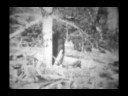 UFO vs Yeti