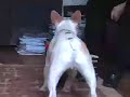 See video