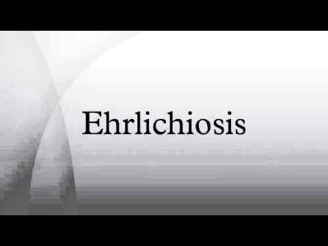 how to treat ehrlichiosis in humans
