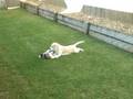 Beagle Puppies at play - part 1