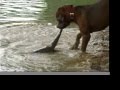 Brutus, the fishing dog