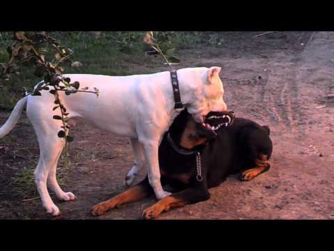 dogo argentino