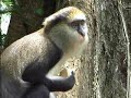 Monkey Montage