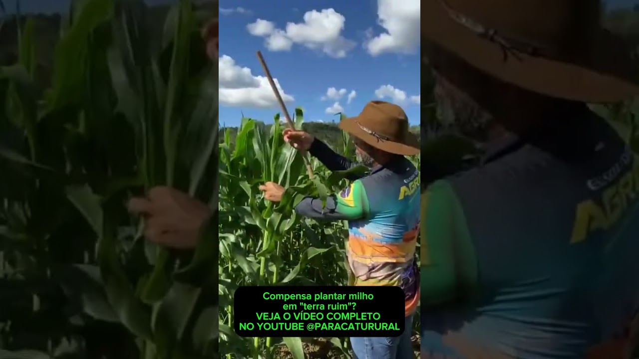 Compensa plantar milho em "terra ruim"?