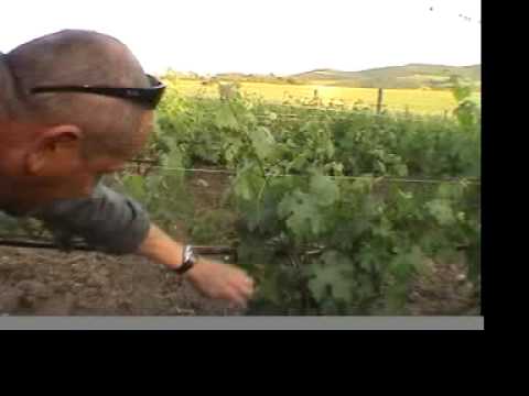 Vedi il video