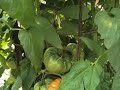 Brandywine tomato plants