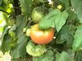 Brandywine tomato plants