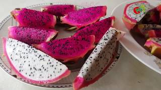 ড্রাগন ফল(Dragon fruit) পর্ব-২ঃ ০৩ বছরের বাগানে ৩৩ শতকে ১ বছরে ১০ লক্ষ টাকার ড্রাগন(বানিজ্যিক হিসাব)