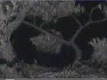 Maine bald eagles nest Red Fox calls/barks in the night 4/16