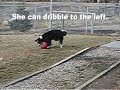 Bend It Like Beckpooch--high res Bend It Like Beckpooch--high res