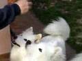 Pegaso and Elsa playing