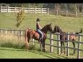 Stallion Saying Hi To Rest Of Ladies, Julie Riding