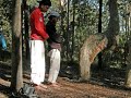 Miracle Of Allah- Ruku Tree