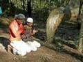 Miracle Of Allah- Ruku Tree