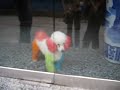 Rainbow poodle