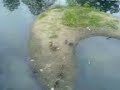 Kaczki z bagien... (zbiornik retencyjny ?ary)