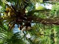 Fresh King Coconut