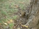 TSKF - Baltimore 2008 - Esquilo: esse bichinho desconfiado