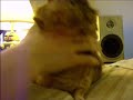 My dancing guinea pig; Eddie