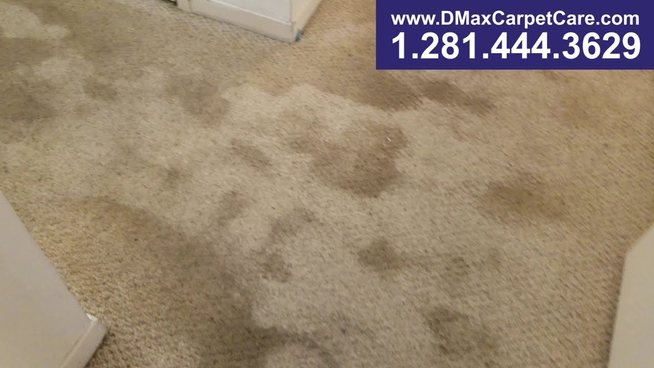 CARPET cleaning houston DMax Carpet Cleaning