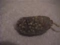 peregrine-falcon-seedball-rorschach.html