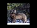 LEGEND OF ROMEO, THE LONELY WOLF