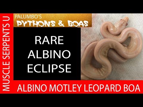 YouTube reptile video
