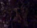 SALAMANDER CROSSING NIGHT!!!