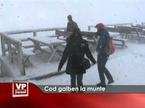 Cod galben la munte