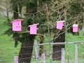 Organic Dairyman: Birdhouses