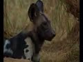 Wildcast Diaries: Wild Dogs and Elephant