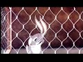 Elmer´s Pet Rabbit