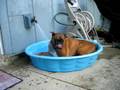 videos de Pool boxer